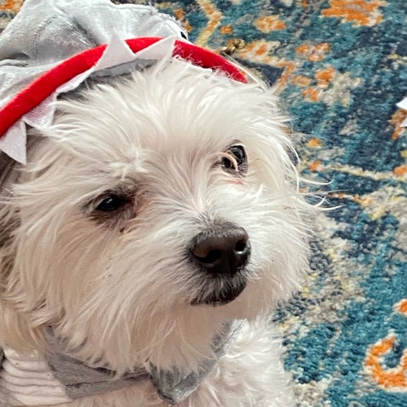 🦈🐶 Baby Shark Doggy Costume Size Small - Picture 4 of 8